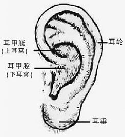 耳朵尖且薄的男人