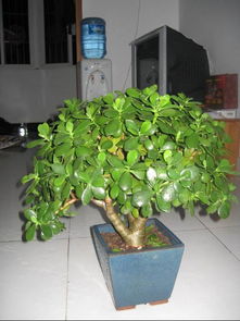 一、 景天树之基本形态与室内装饰价值