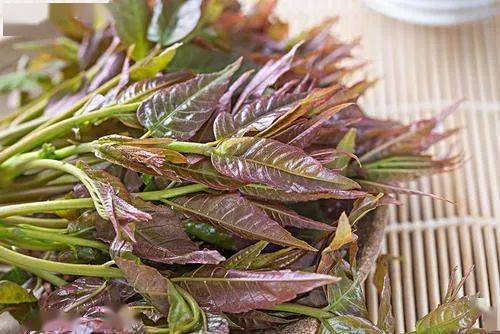 (一)香椿芽——季节转换期胃肠道功能强较大化剂