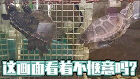 三、  实证分析：小王案例的深度解读与启示