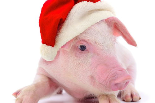 属蛇与属猪婚姻最配，若两个儿子一蛇一猪，如何安排最和谐的家庭关系？