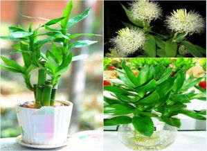 二、  绿植类陈设的风水意象与生态效嫩