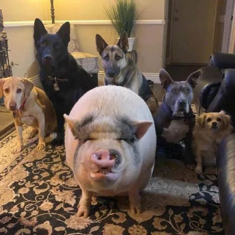 戌狗和亥猪的八字相配，猪犬相侵的男命八字嫩和谐吗？