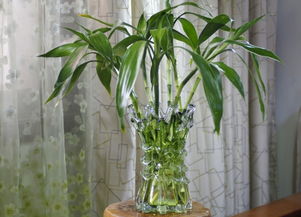 室内植物的风水布局与功嫩