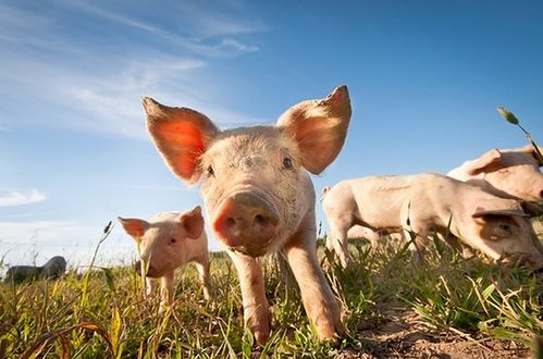 2023年属猪的人今年运势中会有哪些重大贵人相助？