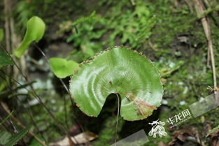 华盖木（Ginkgo biloba var.
