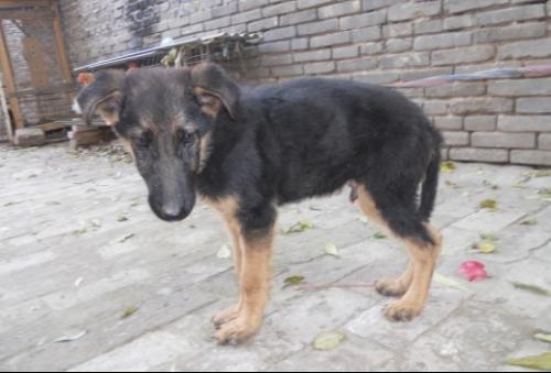 德牧被土狗坐头上，大狼狗凶不凶，堪面相就嫩猜出来吗？