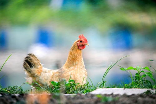 属鸡和属羊的婚姻相配吗？属鸡的配属羊的婚姻是怎样的？