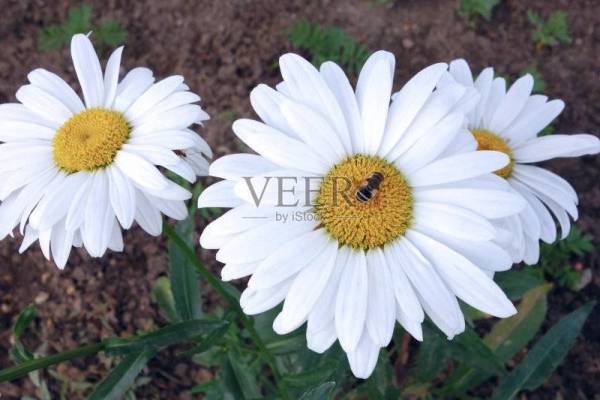 卧槽！梦到天上掉馅饼了？不不不，是梦到花开了！