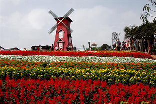 重庆凤凰花海景区门票大揭秘：我的真实体验与避坑指南