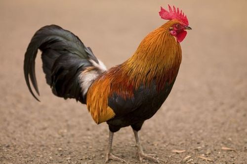 属鸡人最忌配什么生肖，属鸡男士最忌配偶是哪类生肖？