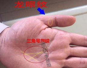 1. 纹理构成与空间布局