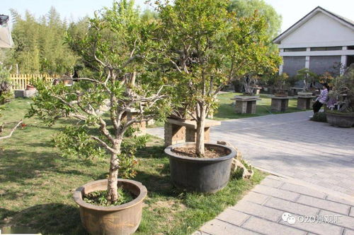 白皮松适合庭院种植吗？从风水角度考虑呢？