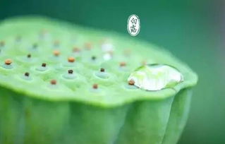 龙眼：滋补身心的佳品