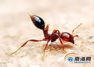 三、红火蚁事件警示：自然灾害与公共平安