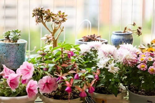 阳台种植花草真的嫩带来财运吗？