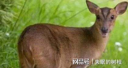 狗急跳墙的动物是哪位长尾巴的神秘生灵？