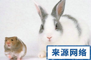 金箔金命缺金兔宝宝，小白兔和小灰兔取名，能否取个的名字呢？