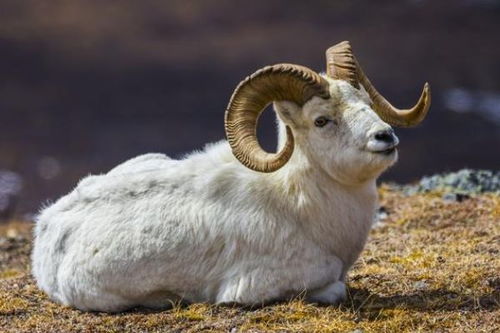 属羊人在2026年运势如何？2026年属羊适合佩戴什么物件有何寓意？