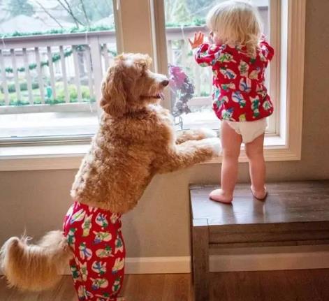 千里香适合在家里养吗？这样的风水布局合适吗？