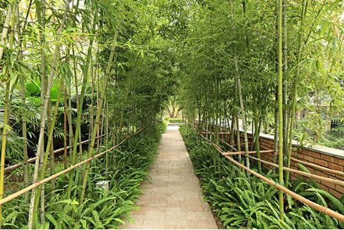 震惊！2026年家里放这棵树，财运暴涨300%！专家连夜警告…