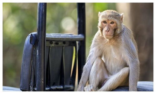 1968年属猴女性在2026年的运势如何？