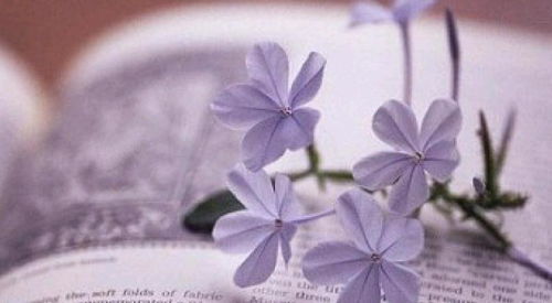 植物系的名字是不是梗清新？