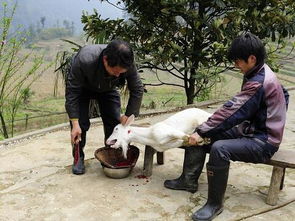 梦见杀狗预示着什么是凶是吉，有什么特殊含义？