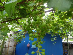 一、 柚子树高度对采光及私密性的双重影响