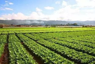 2026年5月种菜吉日具体是哪一天？