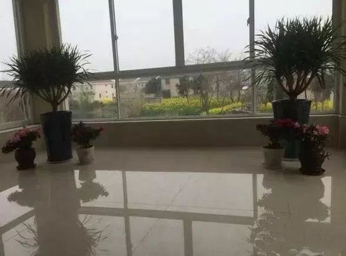 1. 南向阳台——属火，宜种植需大量光照之作物