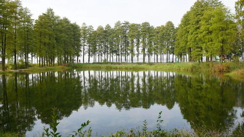 东湖湿地公园：有水有草蚊子多， 但还行…吧