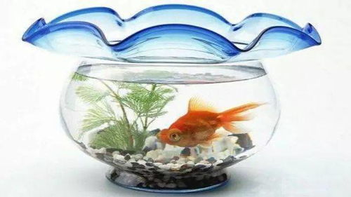 白色金鱼风水和风水金鱼的作用有哪些？