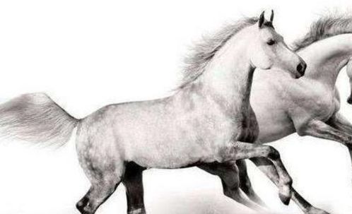 属兔和属狗的婚姻运势具体如何？