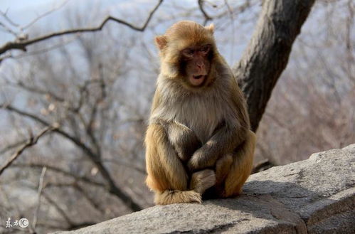 属猴人2026年具体每日运势和全年运势详情分别是什么？