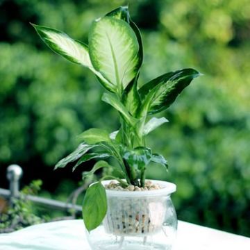 二、  具有显著风水寓意的植物种类深度解析