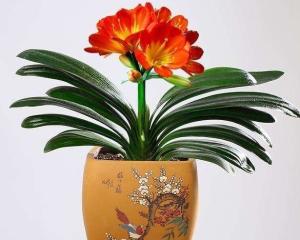 1. 君子兰（Clivia miniata）之财运功效