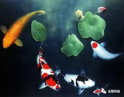 个体命理与品种选择：慎选色彩及体态