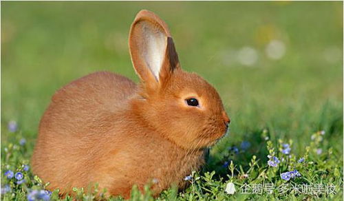 2026年出生的兔宝宝有哪些吉日，他们的命理特点是什么？