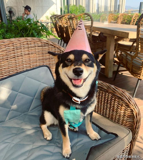 一、 草鸮（Strix varia）之形态适应及行为生态