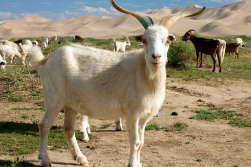 属羊的人今年30岁，那他出生在哪一年呢？