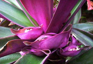 紫背万年青风水禁忌有哪些，老桩紫万年青图片展示是怎样的？