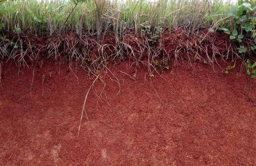 3．土壤结构与养分供给