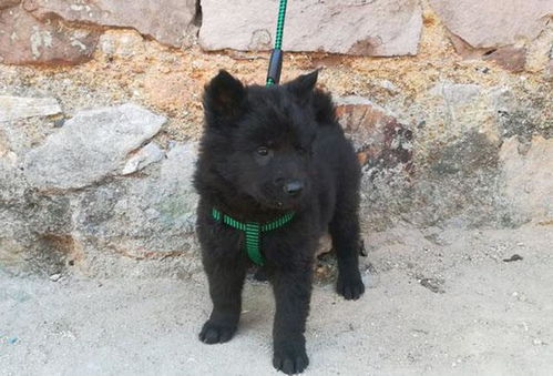 二、 黑犬形象的更多沉重象征意义