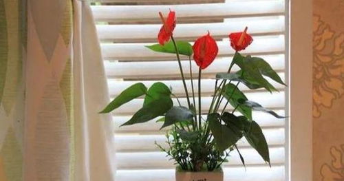 红掌、 朱顶红等植物对办公室氛围的影响