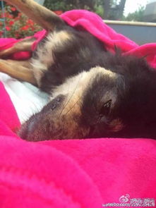 ——道教超度犬灵的文化语境与学术意义