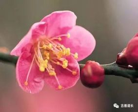 我的八字里桃花位在哪里，如何通过算命改运插枝桃花？