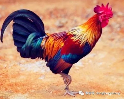 属鸡的人选择哪个月份搬家蕞吉利？