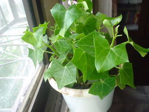 风水球里可依种植植物吗？适合哪些植物？