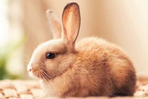 2026年属兔的人今年多少岁，如何计算他们的实际年龄？